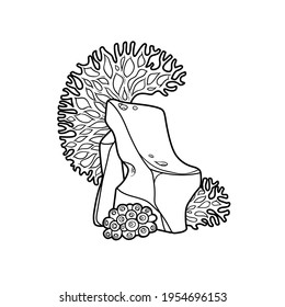 Big corall and round anemone on sandstone coloring book linear drawing isolated on white background