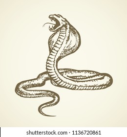 Big creepy viperidae crotalus asp serpentine on white backdrop. Outline black ink hand drawn zoo pictogram emblem logo sketchy in art retro doodle style pen on paper space for text. Closeup view