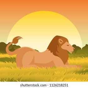 big crouched lion