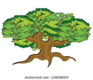 Big and curly tree on white background is insulated