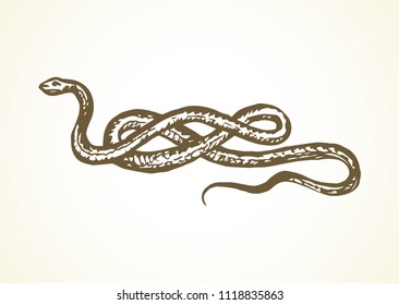 Big curve creepy viperidae crotalus asp serpentine on white backdrop. Outline black ink hand drawn zoo pictogram emblem logo sketchy in art retro doodle style pen on paper space for text. Closeup view