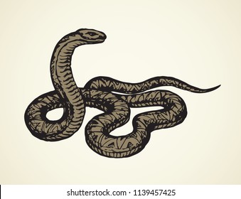 Big curve creepy viperidae crotalus asp serpentine on white backdrop. Outline black ink hand drawn zoo pictogram emblem logo sketchy in art retro doodle style pen on paper space for text. Closeup view