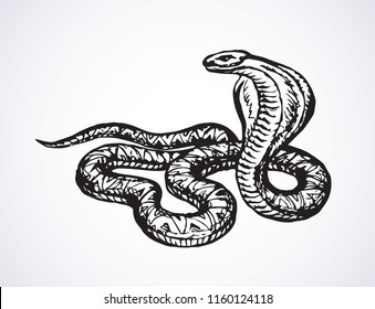 Big curve creepy viperidae crotalus asp serpentine on white backdrop. Outline black ink hand drawn zoo pictogram emblem logo sketchy in art retro doodle style pen on paper space for text. Closeup view