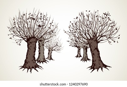 Big cut off deciduous oaktree isolated on white parkway backdrop. Freehand linear black ink hand drawn picture sketchy in art retro doodle graphic style pen on paper with space for text on light sky