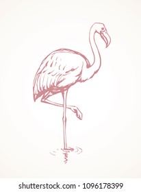 Big cute beautiful pink Phoenicopteridae on light pond backdrop. Freehand outline black ink hand drawn picture badge emblem sketchy in retro artistic scribble style pen on paper with space for text