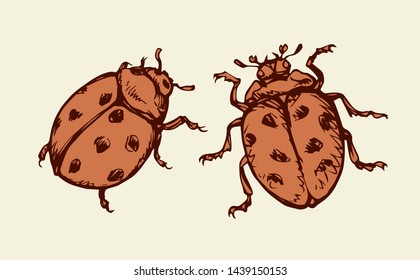 Big cute Coccinellidae on white backdrop. Freehand linear dark orange ink color hand drawn picture logo sketchy in art retro scribble style pen on paper. View closeup macro detail with space for text