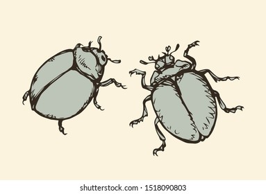 Big cute Coccinellidae on white backdrop. Freehand linear dark orange ink color hand drawn picture logo sketchy in art retro scribble style pen on paper. View closeup macro detail with space for text