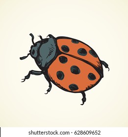 Big cute Coccinellidae on white backdrop. Bright orange color ink color hand drawn picture sketchy in art retro scribble style pen on paper. View closeup macro detail with space for text