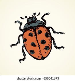 Big cute Coccinellidae on white backdrop. Freehand linear dark orange ink color hand drawn picture logo sketchy in art retro scribble style pen on paper. View closeup macro detail with space for text