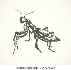 Big cute creepy Mantodea on light backdrop. Freehand dark ink hand drawn logotype insignia emblem sketchy in retro art doodle etch print style pen on paper space for text. Close up detail macro view