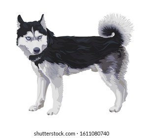 Big cute dog. Siberian Husky standing.