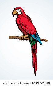 Big cute old fun vibrant red pretty smart popinjay stand on light space for text. Bright scarlet color hand drawn emblem sketchy in retro art scribble comic engrave style on paper. Closeup side view