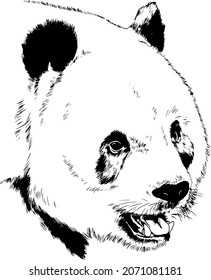 big cute panda, black and white, hand-drawn without background realistic illustration