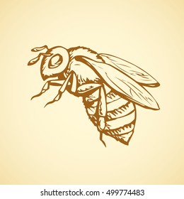 Big cute wild bee isolated on white backdrop. Freehand outline brown ink hand drawn picture sketchy in art scribble retro style pen on paper. Closeup micro view with space for text on sky