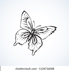 Big cute wild fly hexapod bug isolated on white backdrop. Freehand linear black ink hand drawn logo in art retro scribble design style pen on paper. View close up with space for text on light sky