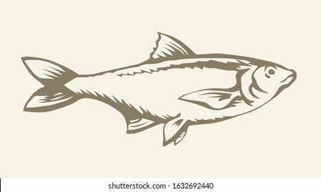 Big Cyprinus carpio pet swim on white paper text space. Outline black ink hand drawn small raw diet bass ruff logo pictogram emblem design menu in retro art doodle engrave print style. Close up view