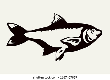 Big Cyprinus carpio pet swim on white paper text space. Outline black ink hand drawn small raw diet bass ruff logo pictogram emblem design menu in retro art doodle engrave print style. Close up view