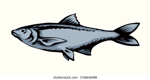 Big Cyprinus carpio pet swim on white paper text space. Outline black ink hand drawn small raw diet bass ruff logo pictogram emblem design menu in retro art doodle engrave print style. Close up view