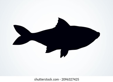 Big Cyprinus carpio pet swim on white paper text space. Dark black ink hand drawn small raw diet bass ruff logotype pictogram emblem design menu in retro art contour engrave print style. Close up view