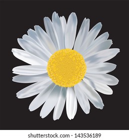 Big Daisy flower with rich vector detail in black isolation background