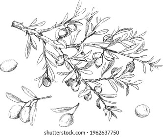 Big detailed olive tree branch and berries illustration in vintage style
