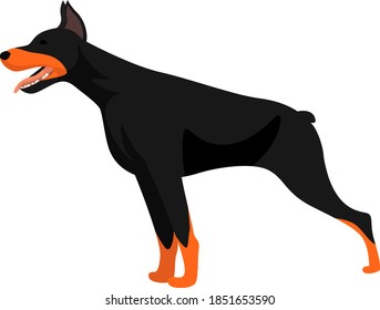 Big dobermann, illustration, vector on white background