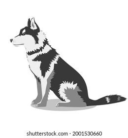 A big dog of the Husky breed, isolated on a white background. Favorite pets. Vector flat illustration. National Dog Day