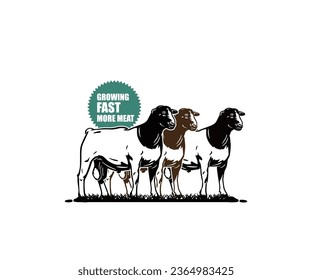 BIG DORPER SHEEPS STANDING LOGO, silhouette of best breed sheep vector illustrations. svg