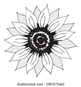 Big drawn ripe sunflower sketch. Basis for design