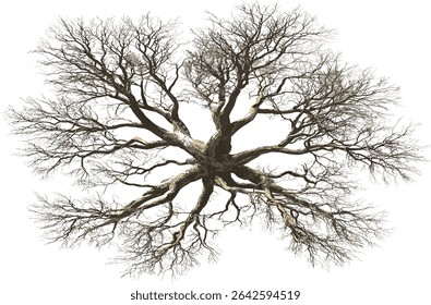 Big dried tree isolated, top view, vector, nature, aerial view, tree branches, landscape, isolated tree, dried, nature illustration, environmental design, outdoor art
