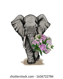 Big elephant holding a bouquet of pink peonies in his trunk, hand drawn vector illustration