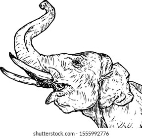 A big elephant raising its trunk in rage. Hand drawn vector illustration.