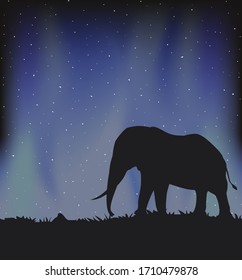 Big elephant walking in the night