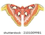 Big exotic brown butterfly, Attacus atlas moth illustration.