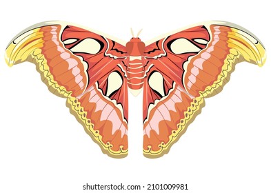 Big exotic brown butterfly, Attacus atlas moth illustration.