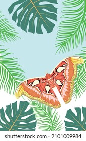 Big exotic brown butterfly, Attacus atlas moth illustration.