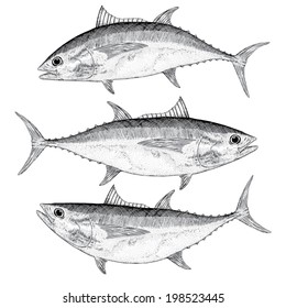 Big Eye Tuna Illustration