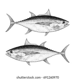 Big Eye Tuna Illustration