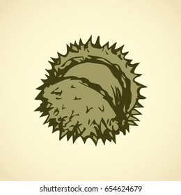 Big Fagaceae pod isolated on white backdrop. Freehand outline ink hand drawn picture sketchy in art retro scribble style pen on paper. Closeup view with space for text