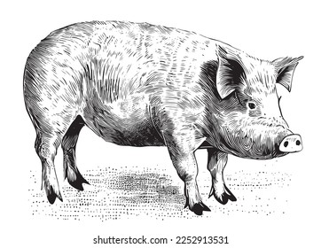 Big farm pig hand drawn engraving sketch Vector illustration