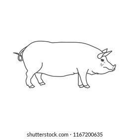 Big and fat pig in linear style isolated on white background. Symbol of New Year 2019. Vector illustration