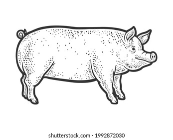 Big fat piglet pig line art sketch engraving vector illustration. T-shirt apparel print design. Scratch board imitation. Black and white hand drawn image.