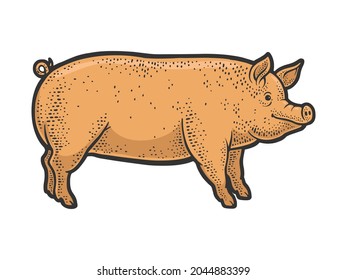 Big fat piglet pig line art color sketch engraving vector illustration. T-shirt apparel print design. Scratch board imitation. Black and white hand drawn image.