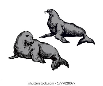 Big fat sealion creature on cold frozen winter backdrop. Dark grey outline ink hand drawn cute fun zoo circus pet logo pictogram emblem sketchy in retro art doodle etch style on paper space for text