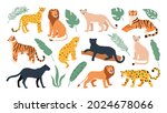 Big feline family animals, tiger, lion, cheetah and leopard. Wild cats savanna and tropical forest. Jaguar panther flat vector set. Cheetah and tiger, lion and leopard, feline predator illustration