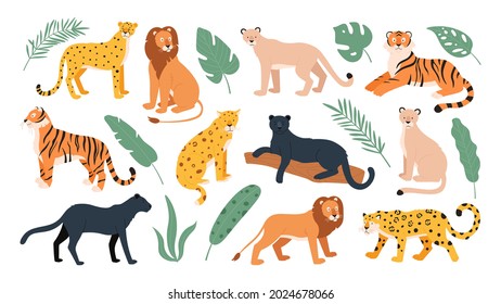 Big feline family animals, tiger, lion, cheetah and leopard. Wild cats savanna and tropical forest. Jaguar panther flat vector set. Cheetah and tiger, lion and leopard, feline predator illustration