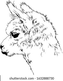 big fluffy llama drawn in full-length ink sketch without background	