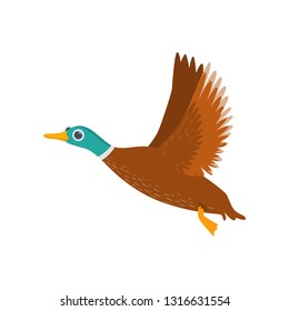 Big flying brown wild or domestic duck isolated on white background. Side view
