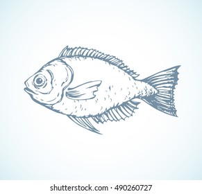Big fresh grey silver Cyprinus carpio isolated on white backdrop. Freehand outline ink hand drawn picture sketchy in art retro scribble style pen on paper. Closeup side view with space for text