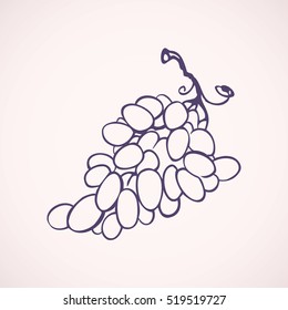 Big fresh lilac grapevine isolated on white backdrop. Freehand outline ink hand drawn logo sketchy in art retro style pen on paper. Closeup view with space for text